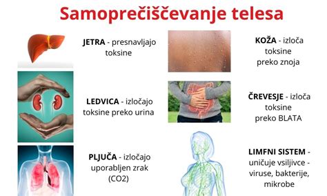 Diagram, ki prikazuje, kako klorela veže toksine v telesu
