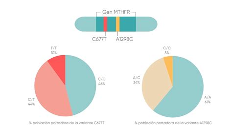 Diagram pojasnjevanja delovanja MTHFR encima