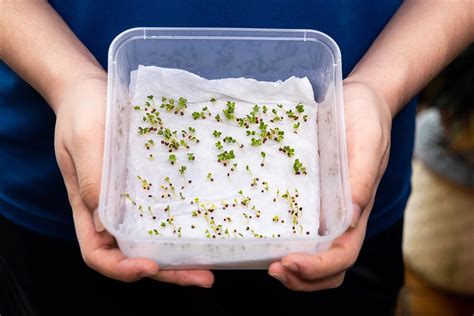 Skladiščenje semena v tekočem dušiku