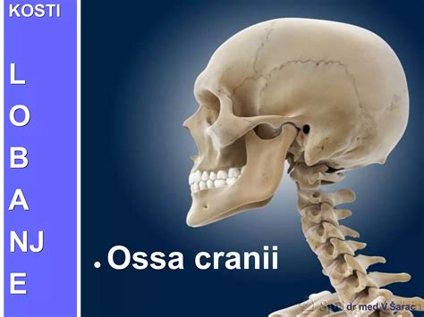 Diagram človeške lobanje z označenimi lobanjskimi šivi in mečavami
