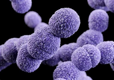 Ilustracija bakterije Streptococcus agalactiae
