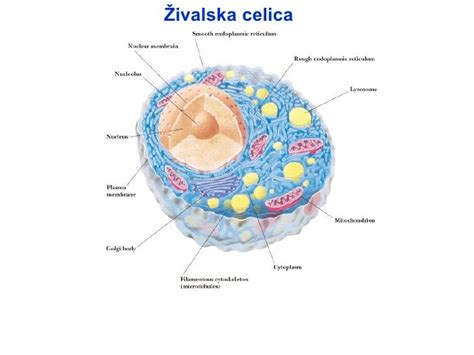 prikaz delovanja inzulina v celici