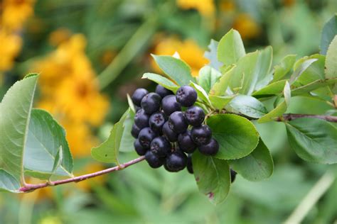 Plodovi ameriške brusnice na grmu
