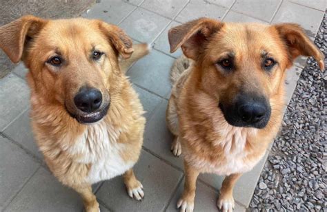 Pes s hiperkeratozo na smrčku