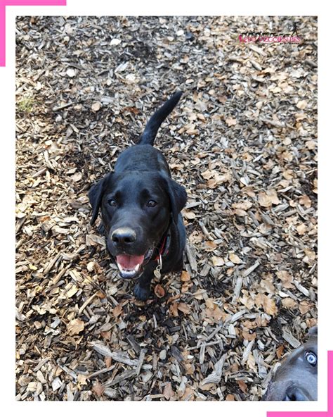 Pes z vlažnim in črnim smrčkom