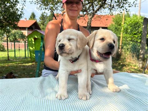 Mladiček labradorca v učnem okolju z različnimi predmeti
