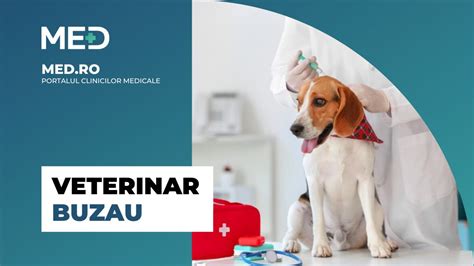 Veterinar med pregledom mladička labradoreca