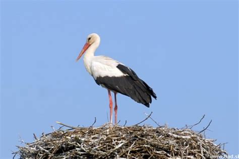 Bela štorklja na gnezdu