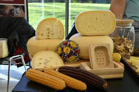 Slika, ki prikazuje razliko med sirom s plemenito plesnijo (npr. Brie) in sirom, ki je nepričakovano splesnel v hladilniku.