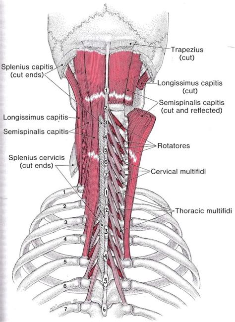 Diagram prikazuje anatomijo vratnih mišic, s poudarkom na mišici sternocleidomastoideus.