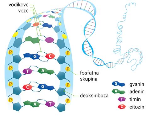 Reprezentacija DNA molekule