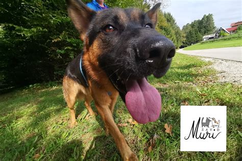 Diagram kačjih glavic, ki ponazarjajo različne oblike in konzistence blata, od normalnega do zelo trdega.