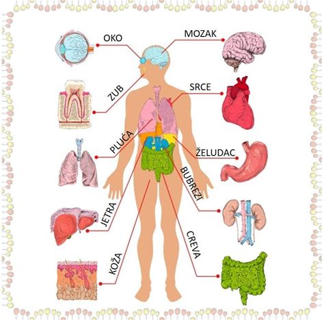 Ilustracija hormonskega sistema v človeškem telesu