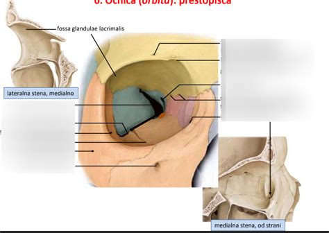 Diagram ženskega medeničnega območja z označenim presredkom
