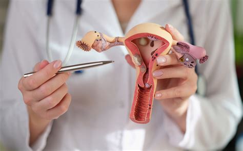 Ilustracija anatomije ženskega reproduktivnega sistema