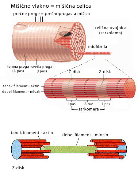Diagram, ki prikazuje mehanizem delovanja Buscopana na gladke mišice.