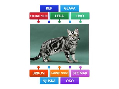 Diagram prebavnega trakta mačke z označenimi možnimi problematičnimi področji