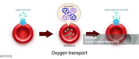 Diagram prenosa kisika v krvi