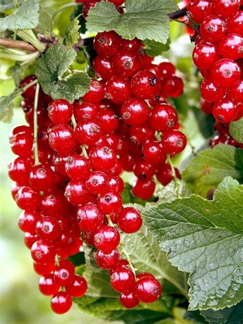 Rdeči ribez na veji