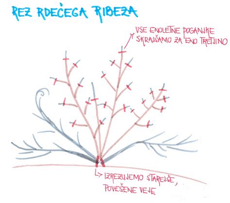 Ilustracija pravilne rezidbe rdečega ribeza