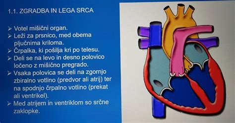 Diagram človeškega srca in ožilja
