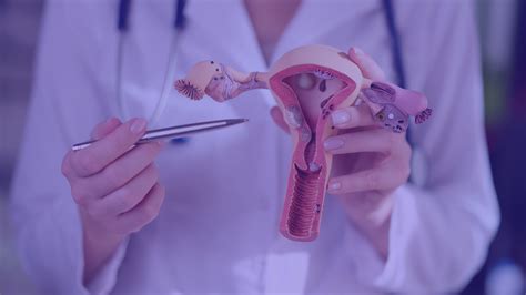 diagram ženskega reproduktivnega sistema z označenim časom ovulacije