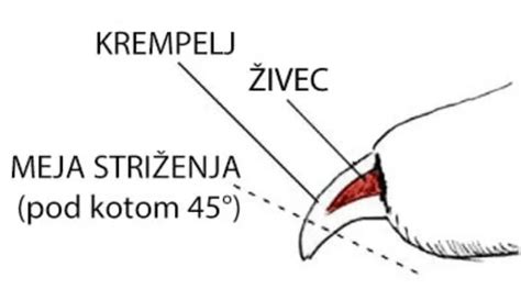 Pravilno striženje pasjih krempljev