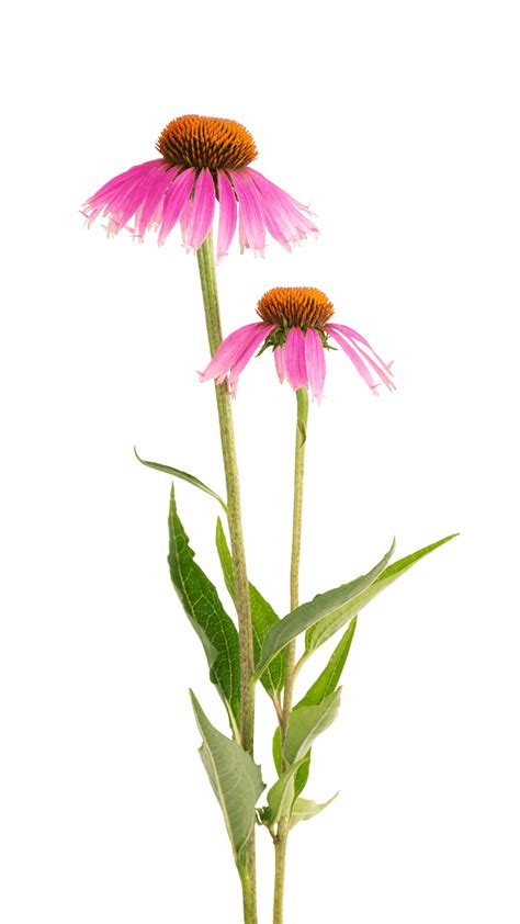 Ilustracija rastline škrlatni ameriški slamnik (Echinacea purpurea)