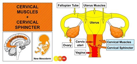 Ženska reproduktivna anatomija