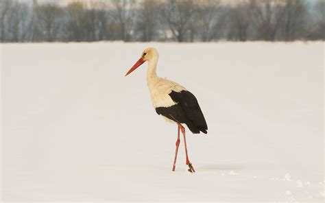 Simbolična slika štorklje s košaro