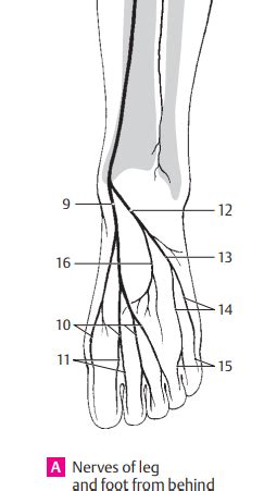 Diagram stopala s poudarkom na loku