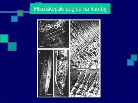 mikroskopski pogled na celice