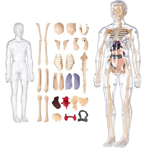 Diagram človeške anatomije, ki prikazuje lokacijo maternice in jajcevodov