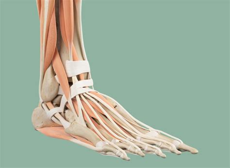 Infografika, ki prikazuje časovnico nosečnosti z označenimi možnimi vzroki krvavitev v vsakem trimesečju