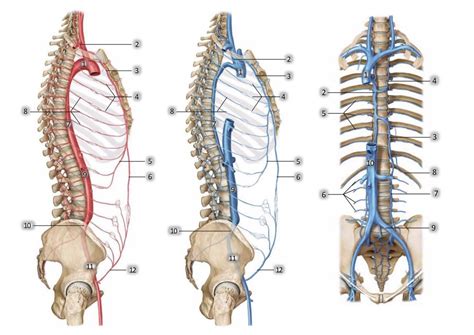 Diagram, ki prikazuje anatomijo trebušne stene z označenim mestom paraumbilikalne kile