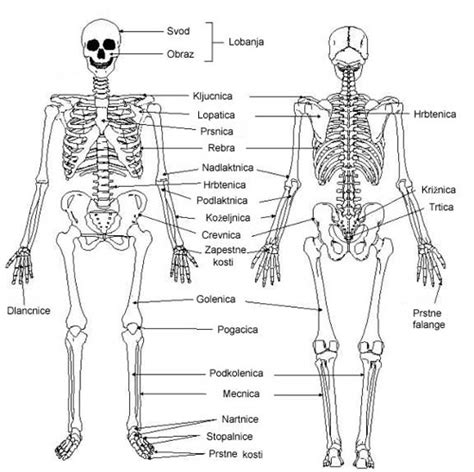 Diagram človeškega okostja z označenimi kostmi