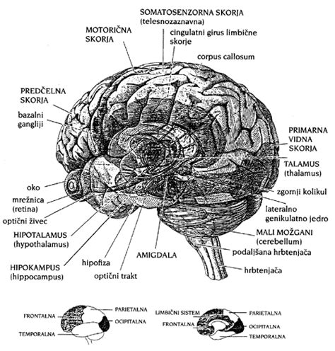 Diagram možganov z označenimi področji