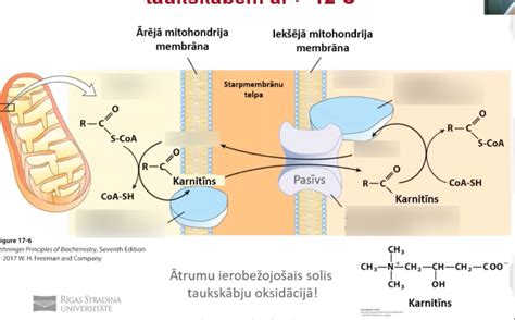 Diagram liposomskega transporta hranila