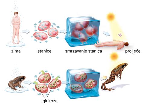 Diagram prikazuje proces oploditve, vgnezditve in razvoja zarodka