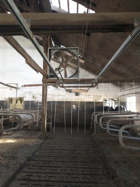 Priprava porodne sobe za krave