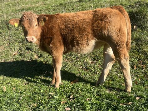 Novorojeno tele ob materinem vimenem
