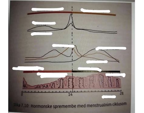 Ilustracija ženskega reproduktivnega sistema in hormonskih sprememb med menstrualnim ciklom