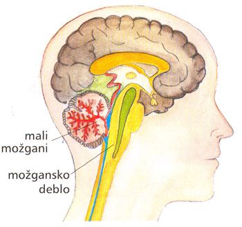Diagram možganov z označenimi ventrikli in območjem malih možganov