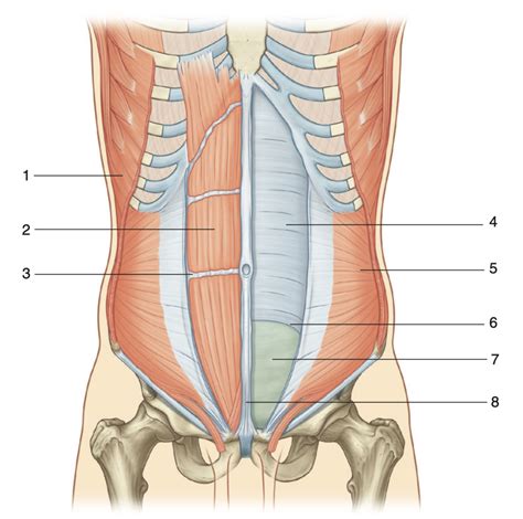 Anatomija trebušnih mišic z označenimi rektus abdominis in linea alba.
