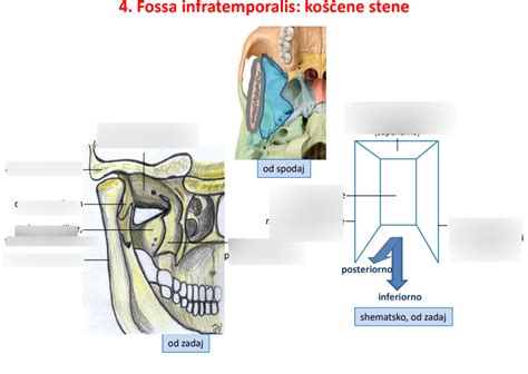 Diagram prikazuje lokacijo presredka in območja epiziotomije