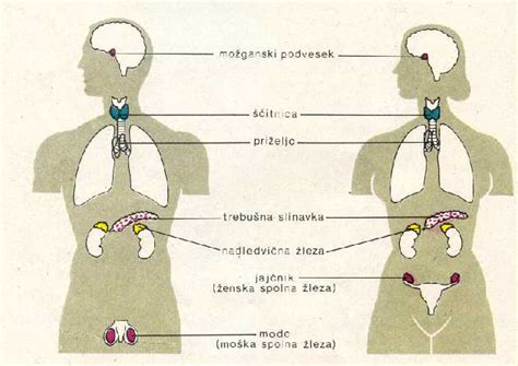 Diagram Cowperjevih žlez in Littréjevih žlez v moški sečnici