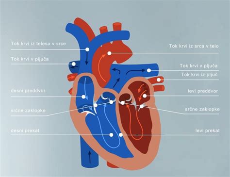Diagram človeškega srca s prikazom štirih votlin in zaklopk