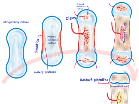 grafikon, ki prikazuje rast in razvoj kosti pri dojenčkih