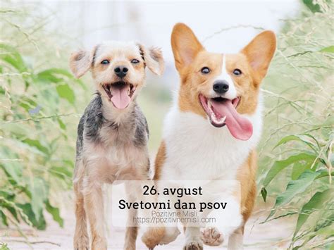 Skupina psov v zavetišču