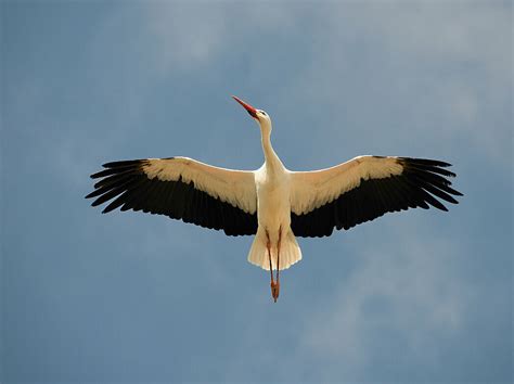 Diagram z merami stoječe in leteče štorklje
